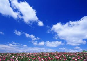静岡市での安心の葬儀を実現!富士葬祭 豊田の特徴とサービス内容